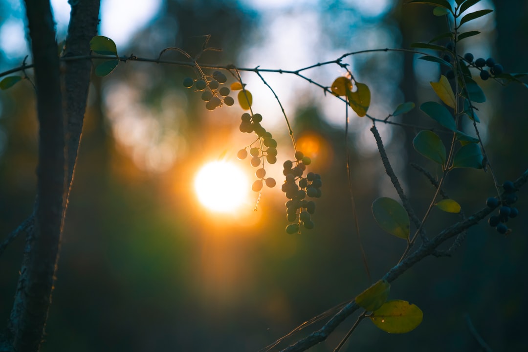 Harnessing the Power of Intention in Decorating